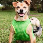 Neon Green Tie-Dye Mesh Dog Shirt  Summer Cooling Sleeveless Top for All Breeds - Image 4