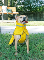 Bright Yellow Waterproof Dog Raincoat - Reflective, Adjustable & Windproof for All Breeds - Image 3